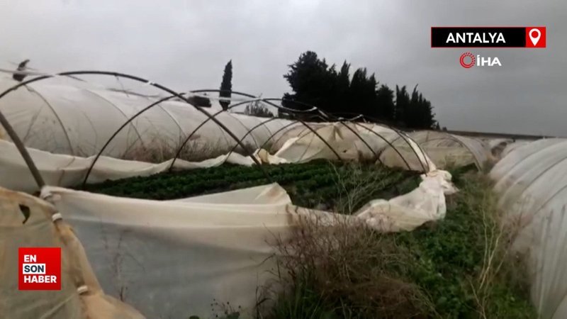 Antalya’da şiddetli yağmur ve fırtına çilek seralarına zarar verdi