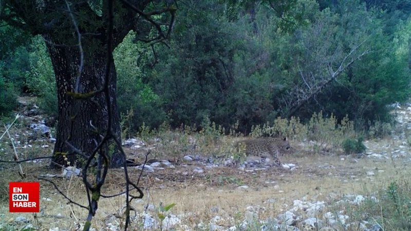 İbrahim Yumaklı'dan Anadolu parsı paylaşımı