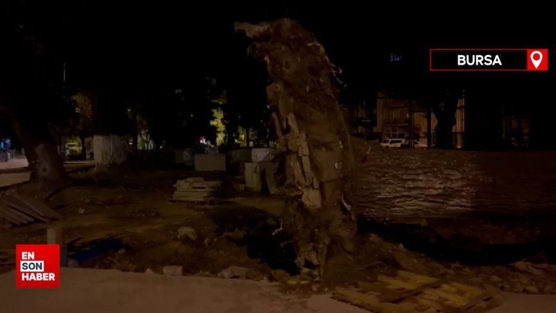 Bursa'da lodos etkili oldu: Asırlık ağaçlar devrildi