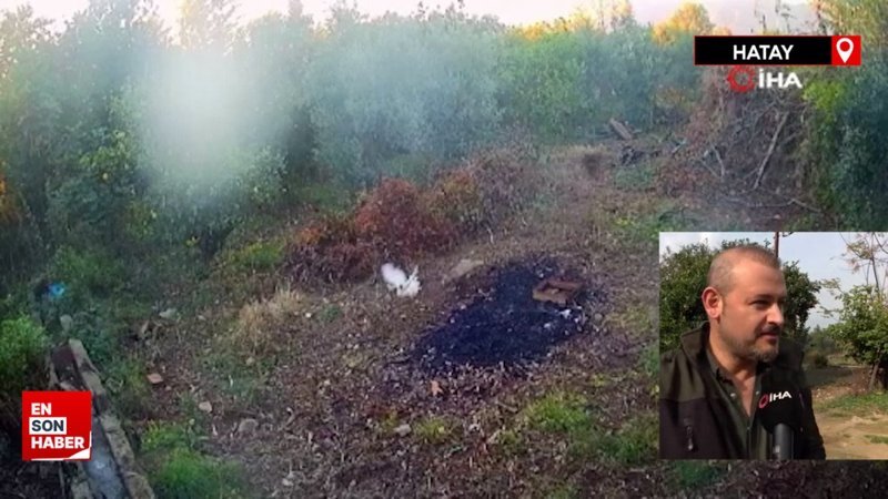 Hatay’da tilki 50’den fazla tavuğu yedi