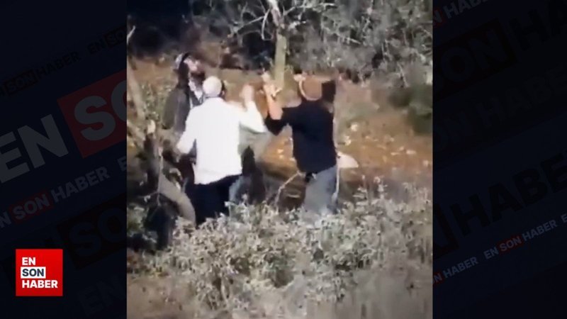 Yahudi yerleşimciler, Filistinlilerin zeytin ağaçlarını yağmaladı