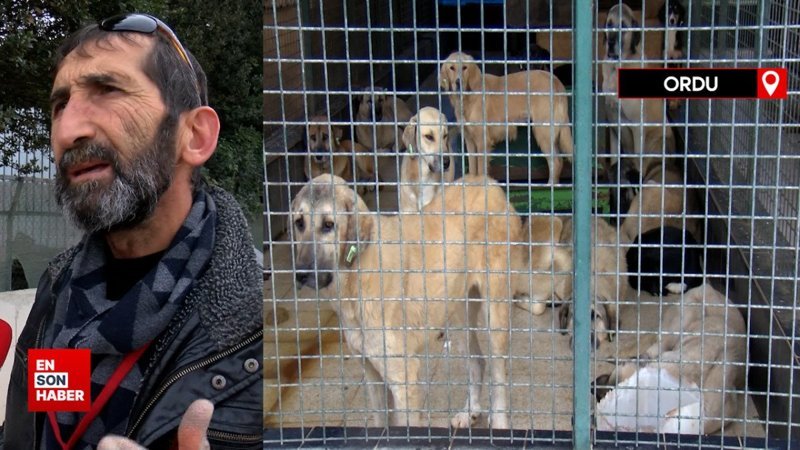 Karadeniz'de 5 ilde sahipsiz köpek sayısı 100 bine dayandı