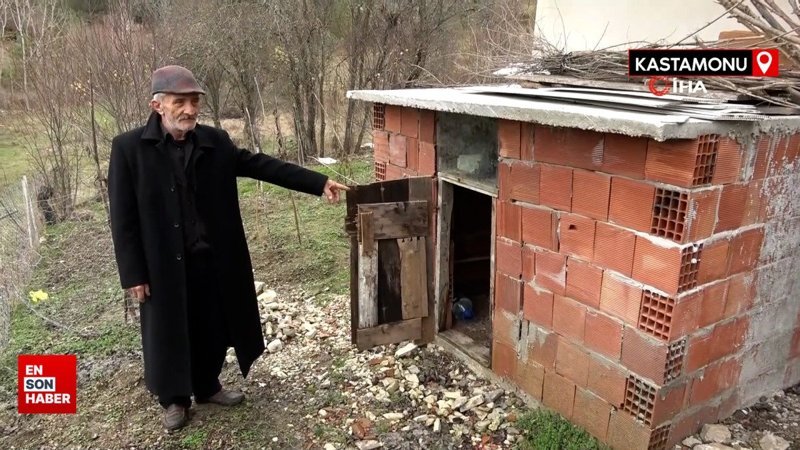 Kastamonu'da ayı, girdiği kümeste tavukları telef etti