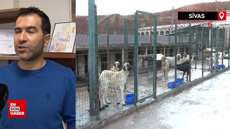 Köpek saldırılarından korunmak için yine aynı yöntem önerildi: Hareketsiz kalın