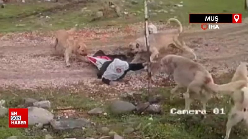 Muş'ta köpeklerin saldırdığı yaşlı kadın hastanelik oldu
