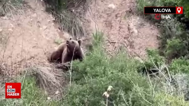 Yalova’da sahilde ayı görüntülendi
