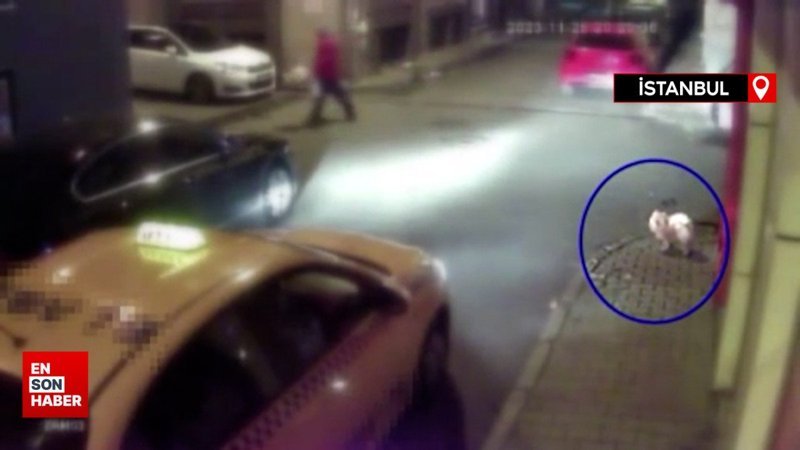 Bakırköy'de taksici köpek çaldı