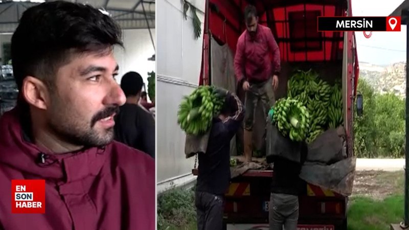 Muzda hasat sezonu başladı