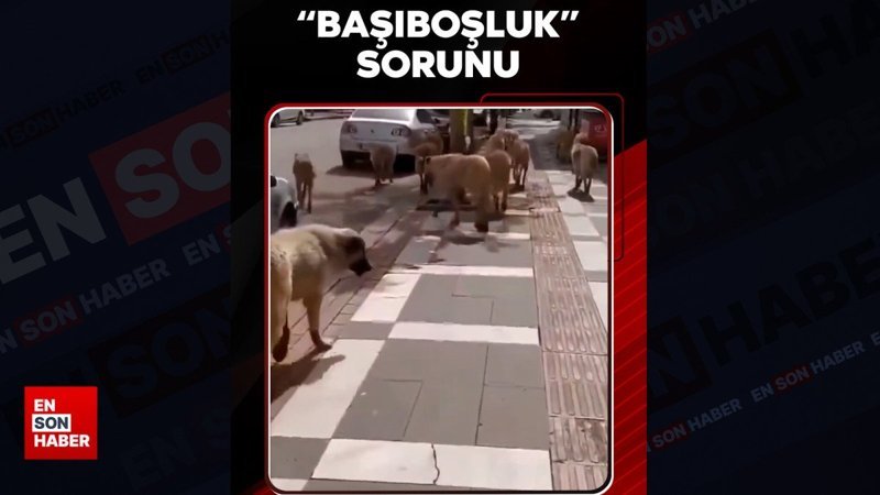 Türkiye'nin 'başıboşluk' sorunu: Sokak köpeği saldırılarının sonu gelmiyor