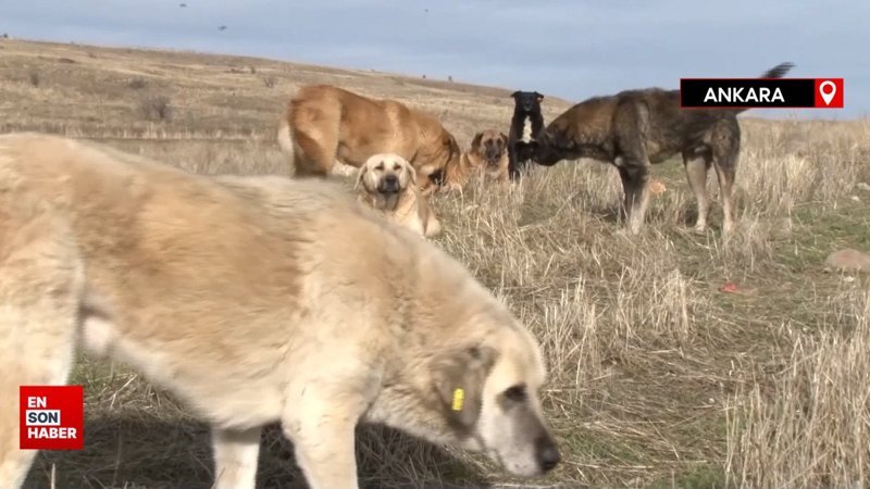 Ankara'da başıboş köpek sürüleri havadan görüntülendi