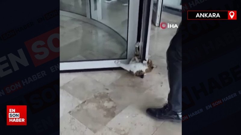 Ankara'da döner kapıya sıkışan kedi kurtarıldı
