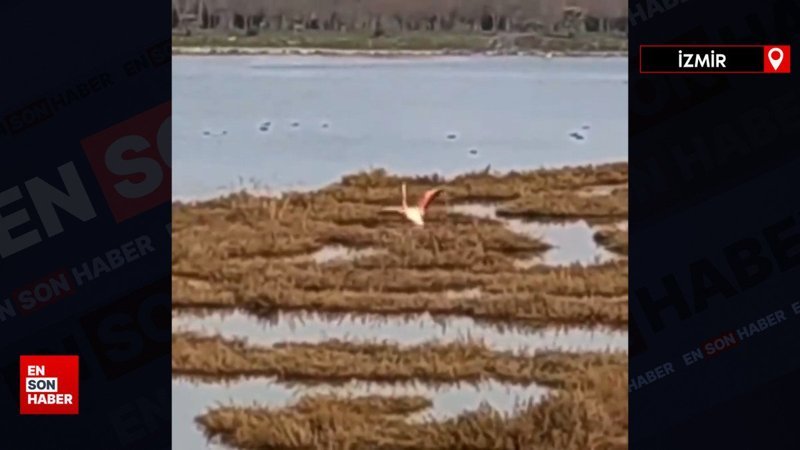 İzmir’de başıboş sokak köpekleri flamingolara saldırdı