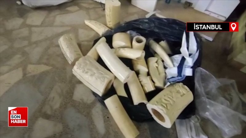 İstanbul’da hayvan diş ve boynuzu ticareti yapan kaçakçı yakalandı