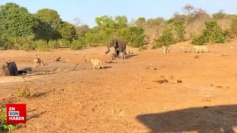 Yavrularını aslanlardan kurtarmak için mücadele veren anne fil