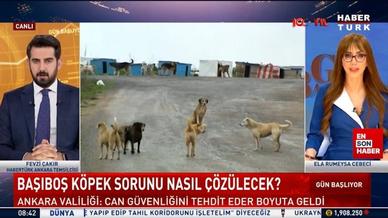 Ela Rümeysa Cebeci: Sokak köpekleri sorunu turizmi de etkiliyor