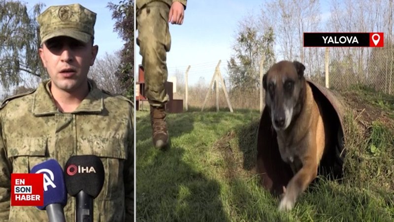 TSK'nın devriye köpekleri Mehmetçik'e destek sağlıyor