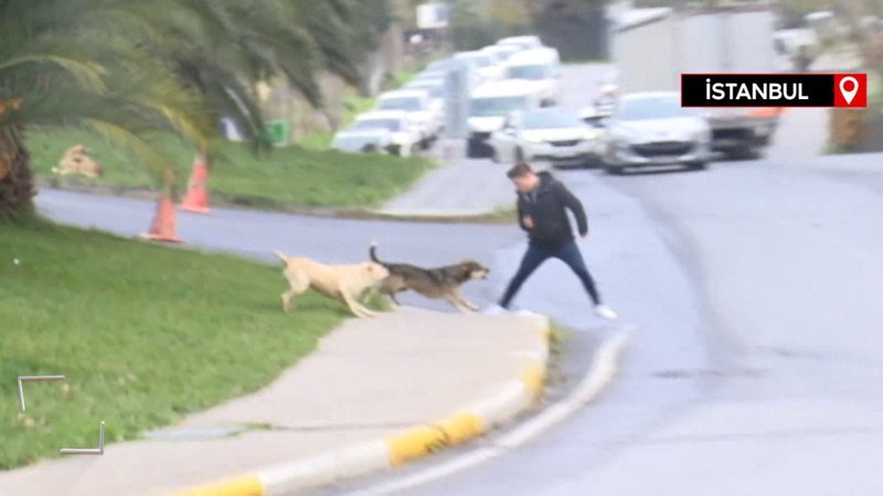 İstanbul'da başıboş köpek saldırısı