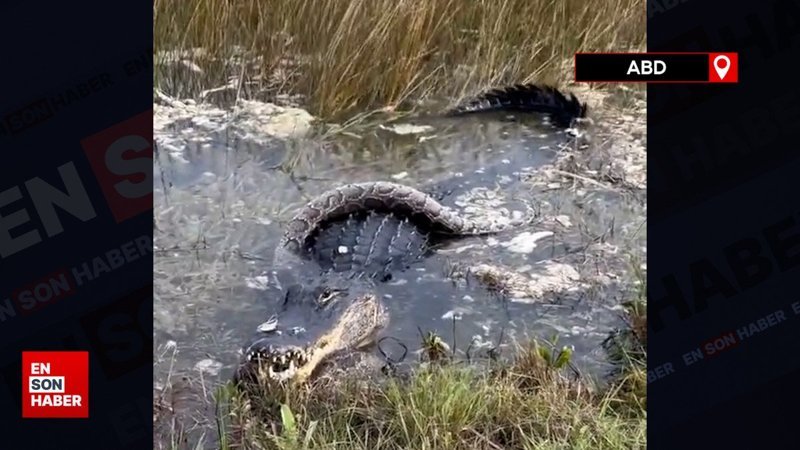 Florida'da 3 metrelik timsah ile pitonun ölüm kalım savaşı
