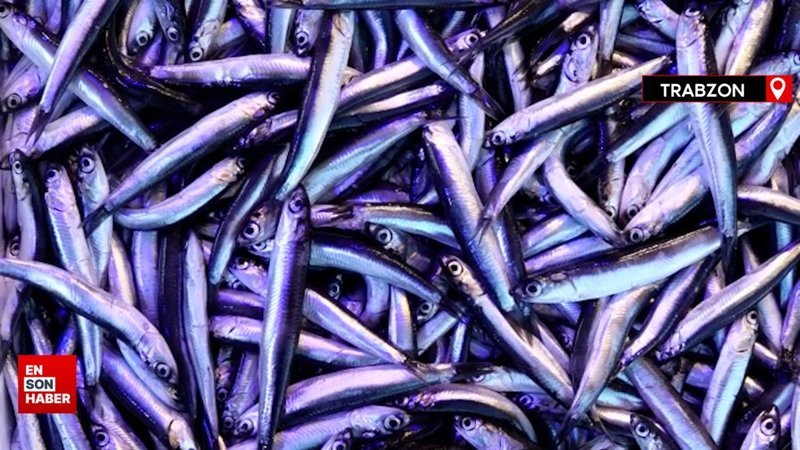 Hamsinin kilogramı 50 liradan satışa sunuluyor