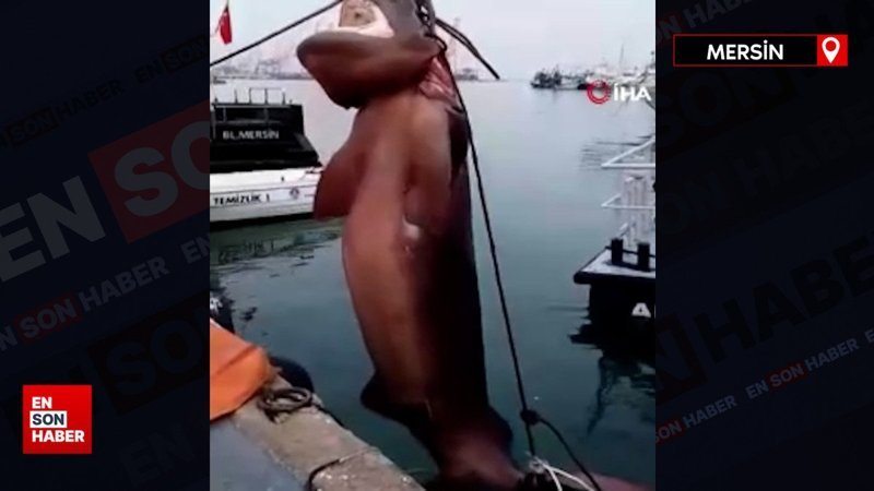 Mersin'de 4 metrelik 6 solungaçlı cam göz köpekbalığı kıyıya vurdu