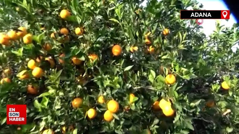 Bahçede 3 liraya satılan portakal marketlerde 45 lira