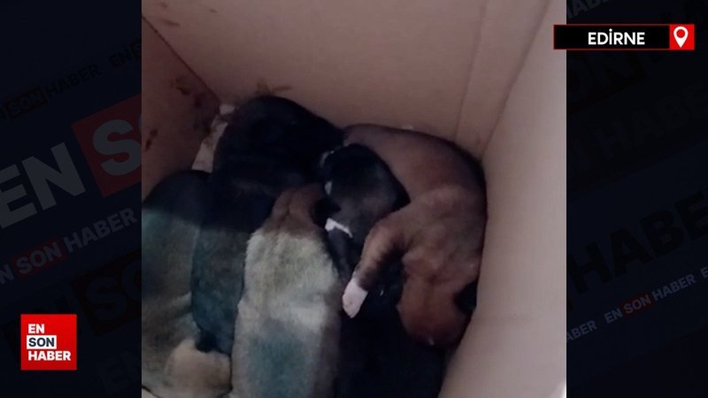 Edirne'de çöpe atılan 5 köpek yavrusunu temizlik işçileri buldu