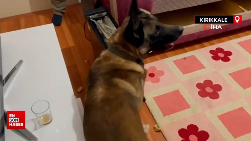 Kırıkkale'de narkotik köpeği elektrik sobadaki uyuşturucu böyle buldu