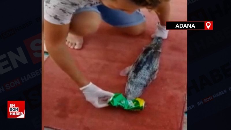 Hatay'da 7 kişilik aileyi zehirleyen balon balığının en zehirli tür olduğu ortaya çıktı