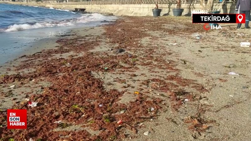 Tekirdağ kıyılarında etkili olan lodos, kıyılara kızıl yosun getirdi