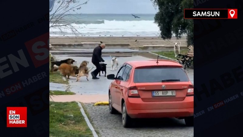Samsun'da sokak köpekleri sahilde gezen adamı kovaladı