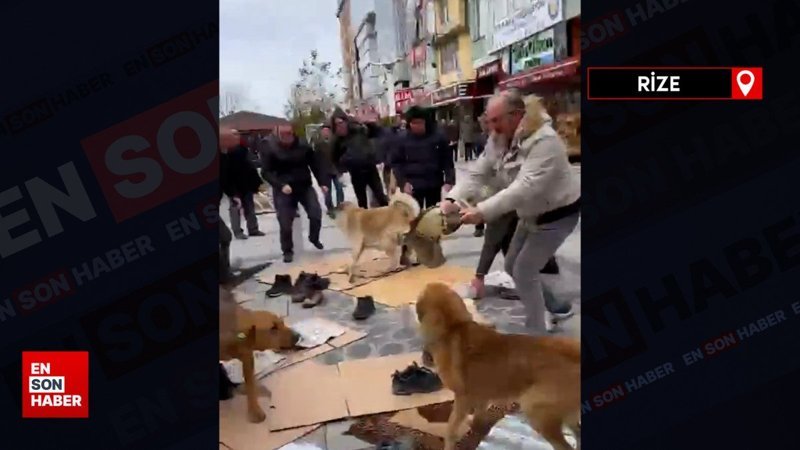 Rize'de cuma namazı kılan vatandaşlar köpeklerin saldırısına uğradı