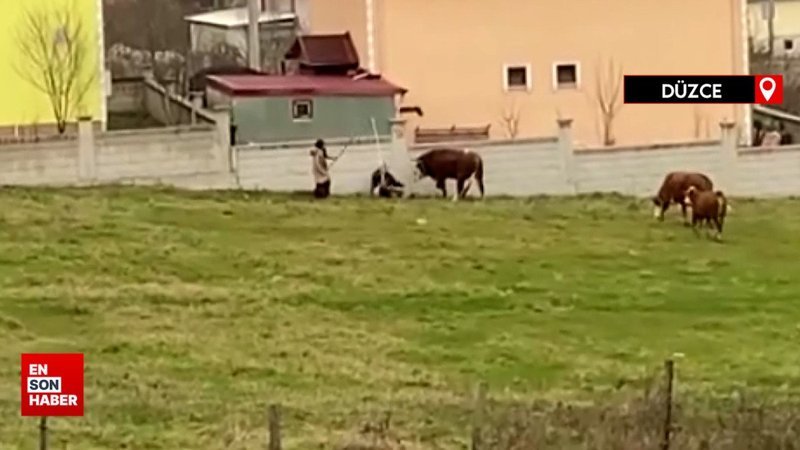 Düzce’de cesur kadın, tosunların saldırısına uğrayan besiciyi kurtardı