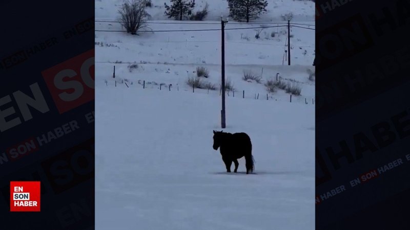 Sosyal medyanın konuştuğu video: Karda yürüyen at yaklaşıyor mu, uzaklaşıyor mu