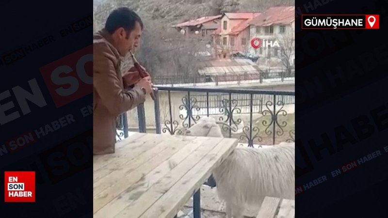 Gümüşhane’de keçiye mey konseri verdi