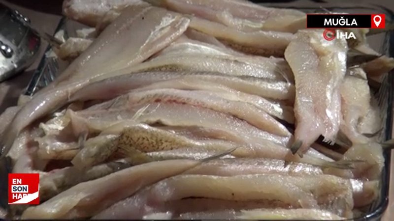Muğla’da istilacı balıklar ekonomiye kazandırılıyor