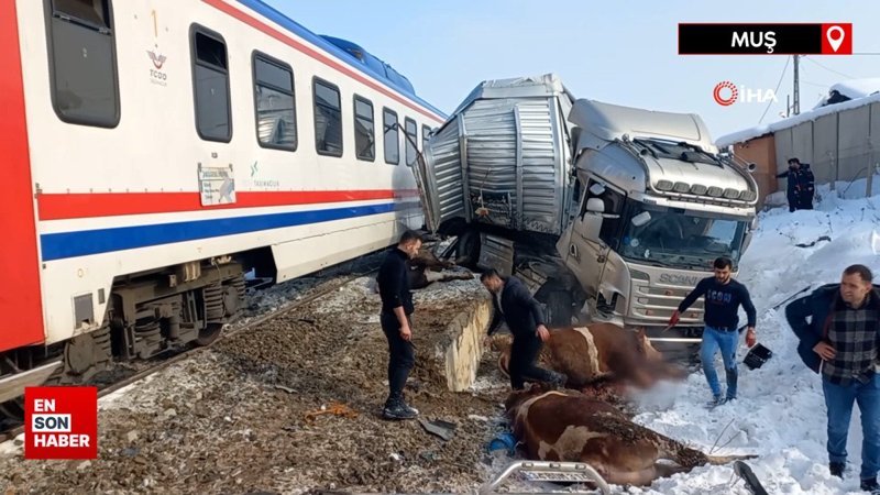 Muş'ta hayvan yüklü tıra tren çarptı: Ölü ve yaralılar var