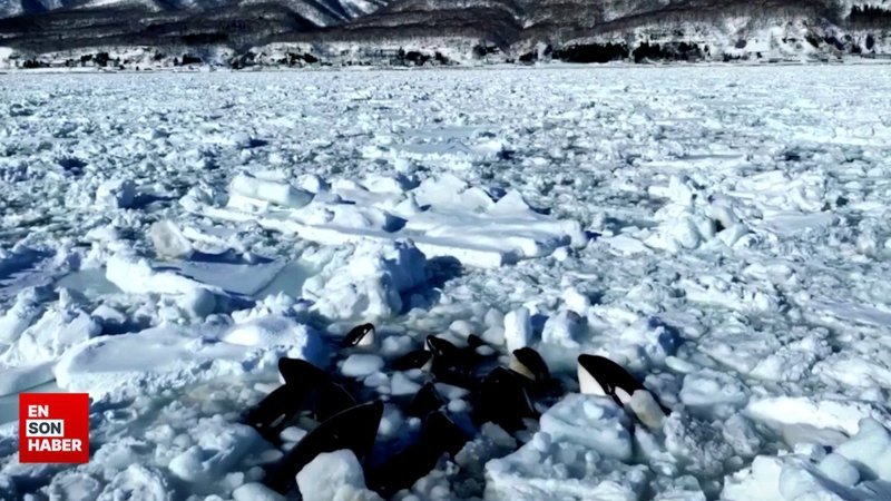 Buzların arasında sıkışan katil balinalar