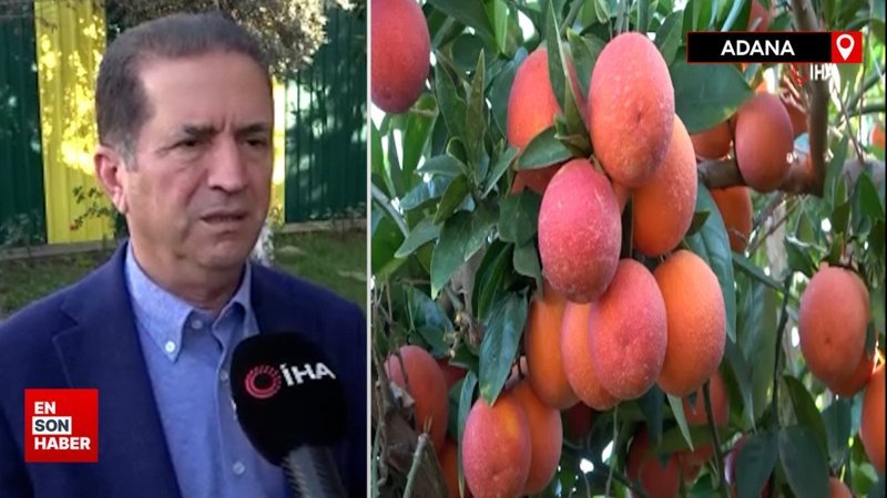 Adana'da kan portakalı hasadı