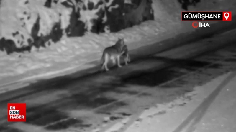 Gümüşhane’de aç kalan kurtlar avladıkları sokak köpeğini taşırken görüntülendi