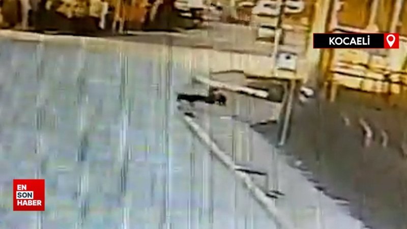 Kocaeli'de okula giden küçük bir çocuğa başıboş köpekler saldırdı