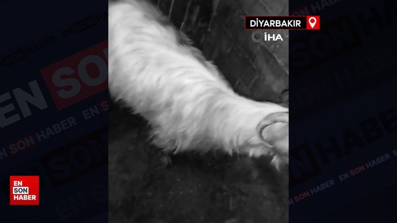 Diyarbakır’da sokak köpekleri 15 keçiyi telef etti