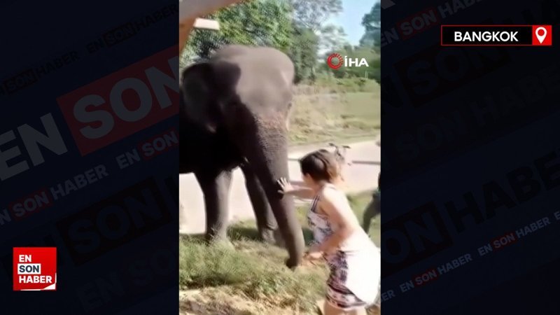Tayland’da fil sahibini ezerek öldürdü