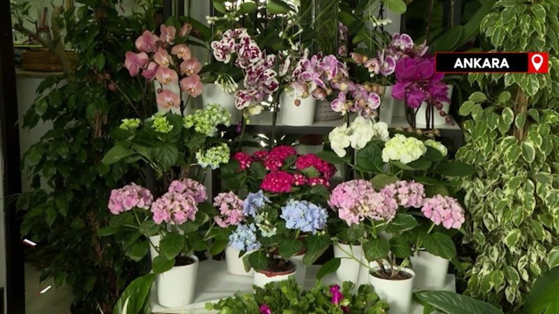 Ankara'da çiçekçiler Sevgililer Günü hazırlıklarına başladı