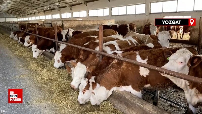 Yozgat'ta ineklere klasik müzik dinletip süt verimini artırdı