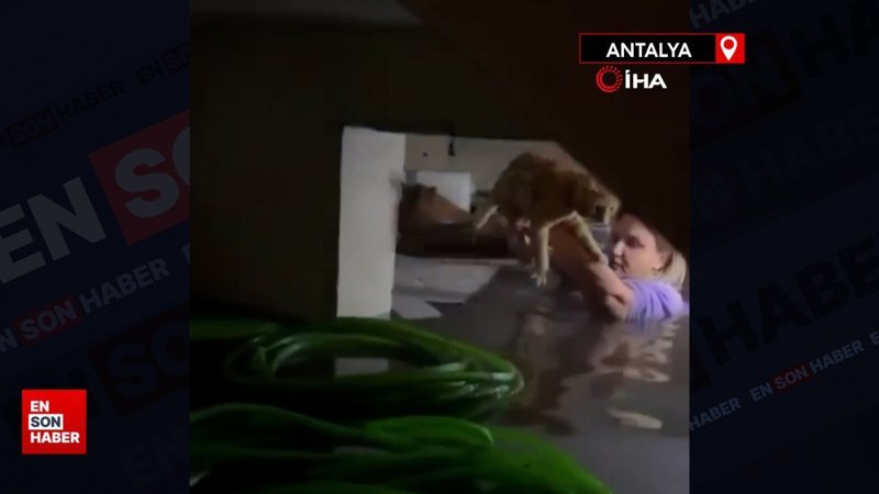 Antalya'da selde su dolu bodrumda mahsur kalan kediyi kurtardı