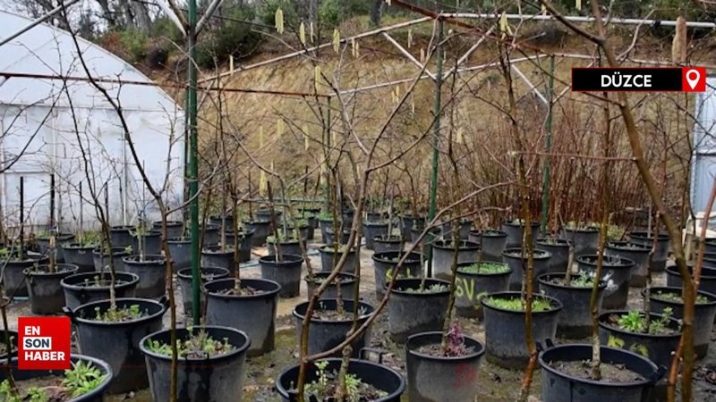 Fındık tanelerinin içi sıcak geçen kış nedeniyle boş kalabilir