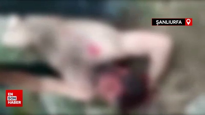 Şanlıurfa'da hayvanlarını otlatırken dövüp çıplak görüntülerini çektiler
