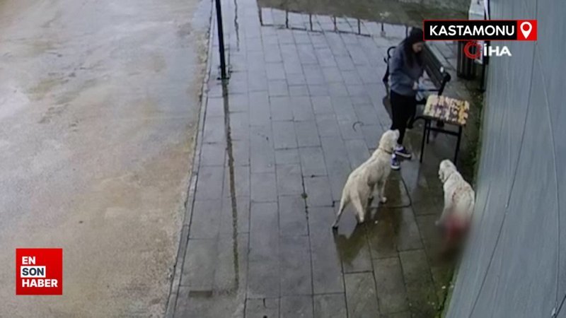 Kastamonu'da tüfekle vurulan köpek hastane bahçesine sığındı