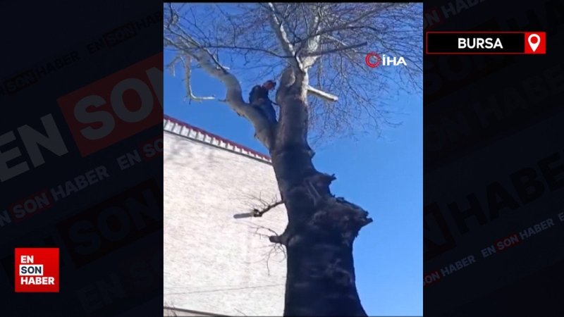 Bursa'da polisten kaçmak için ağaca çıktı