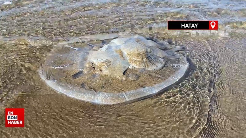 Akdeniz’in Hatay kıyılarında ölü denizanaları kıyıya vurdu